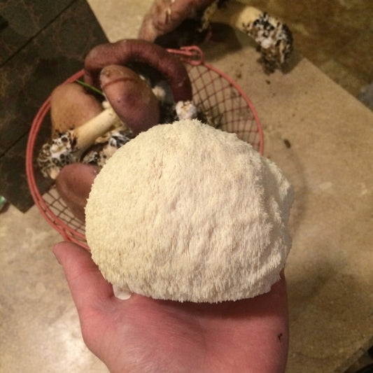 Lion’s Mane Mushroom – Fresh White Hericium erinaceus Mushroom Grown from Plug Spawn for Home Log Cultivation. HarvestNest Seeds