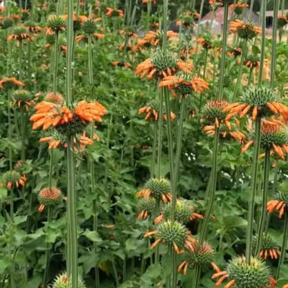 Field of orange flowers with green leaves  HarvestNest Seeds