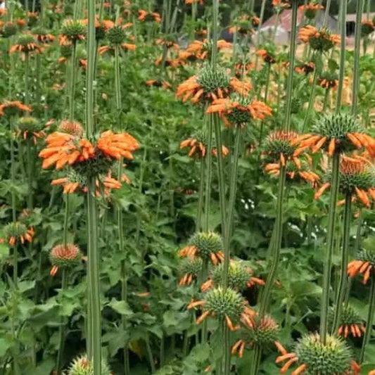 Field of orange flowers with green leaves  HarvestNest Seeds