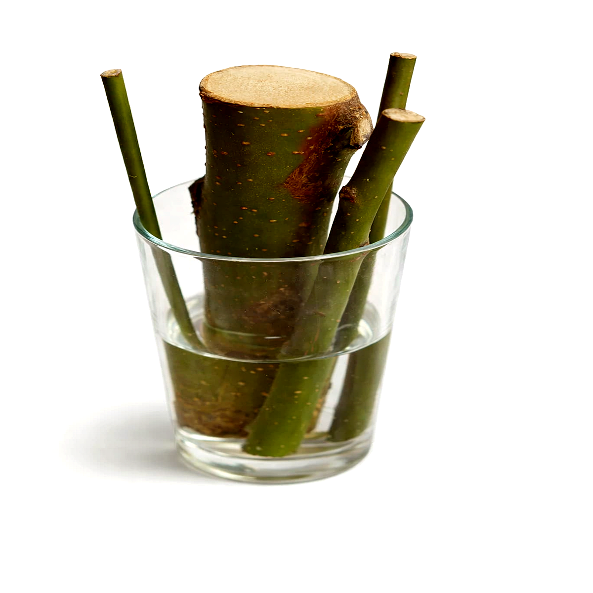 Glass with Live_Dwarf_Australian_Weeping_Willow_Bonsai_Tree_Cutting - HarvestNest Seeds
