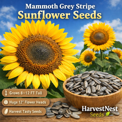 Mammoth Grey Stripe sunflower with large yellow bloom and grey striped seeds in bowl, grown from giant sunflower seeds for home gardens
