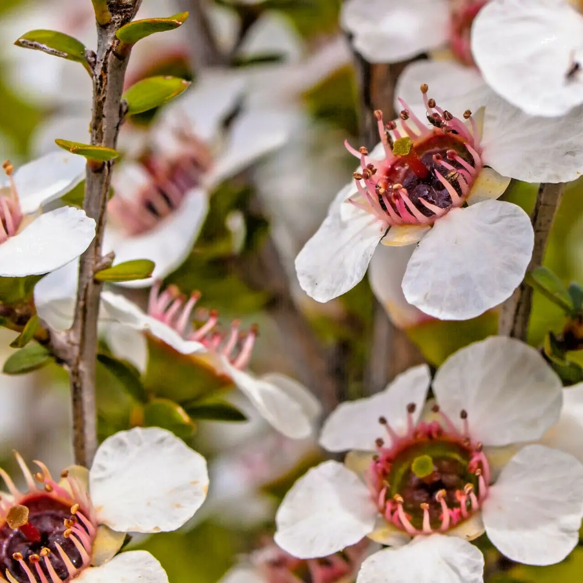 Close-up of white flowers with pink centers on a blurred natural background - HarvestNest Seeds