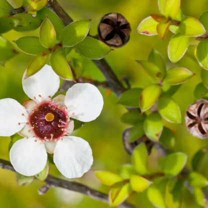 Close-up of a white flower with a red center on a green background - HarvestNest Seeds