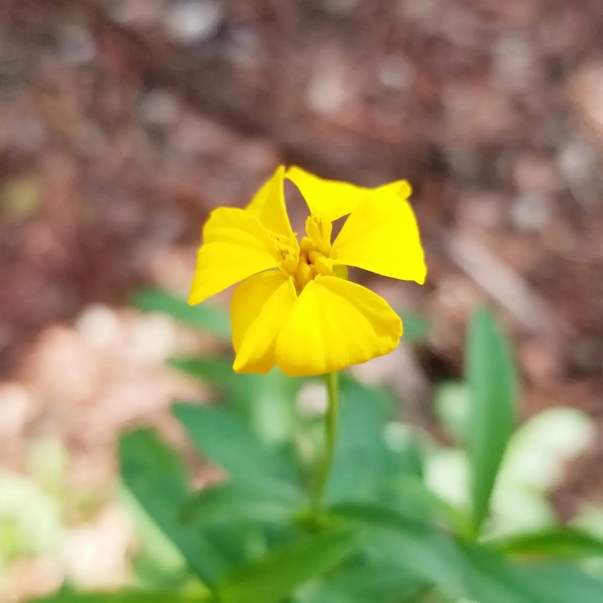 Yellow flower with green leaves on a blurred natural background - HarvestNest Seeds