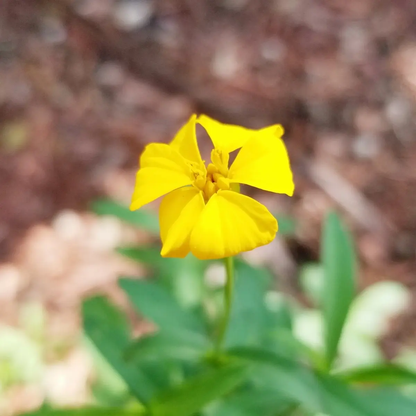 Yellow flower with green leaves on a blurred natural background - HarvestNest Seeds