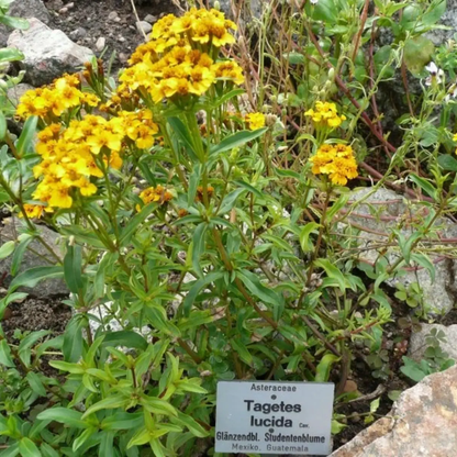 Yellow flowers with green leaves on a rocky background - HarvestNest Seeds