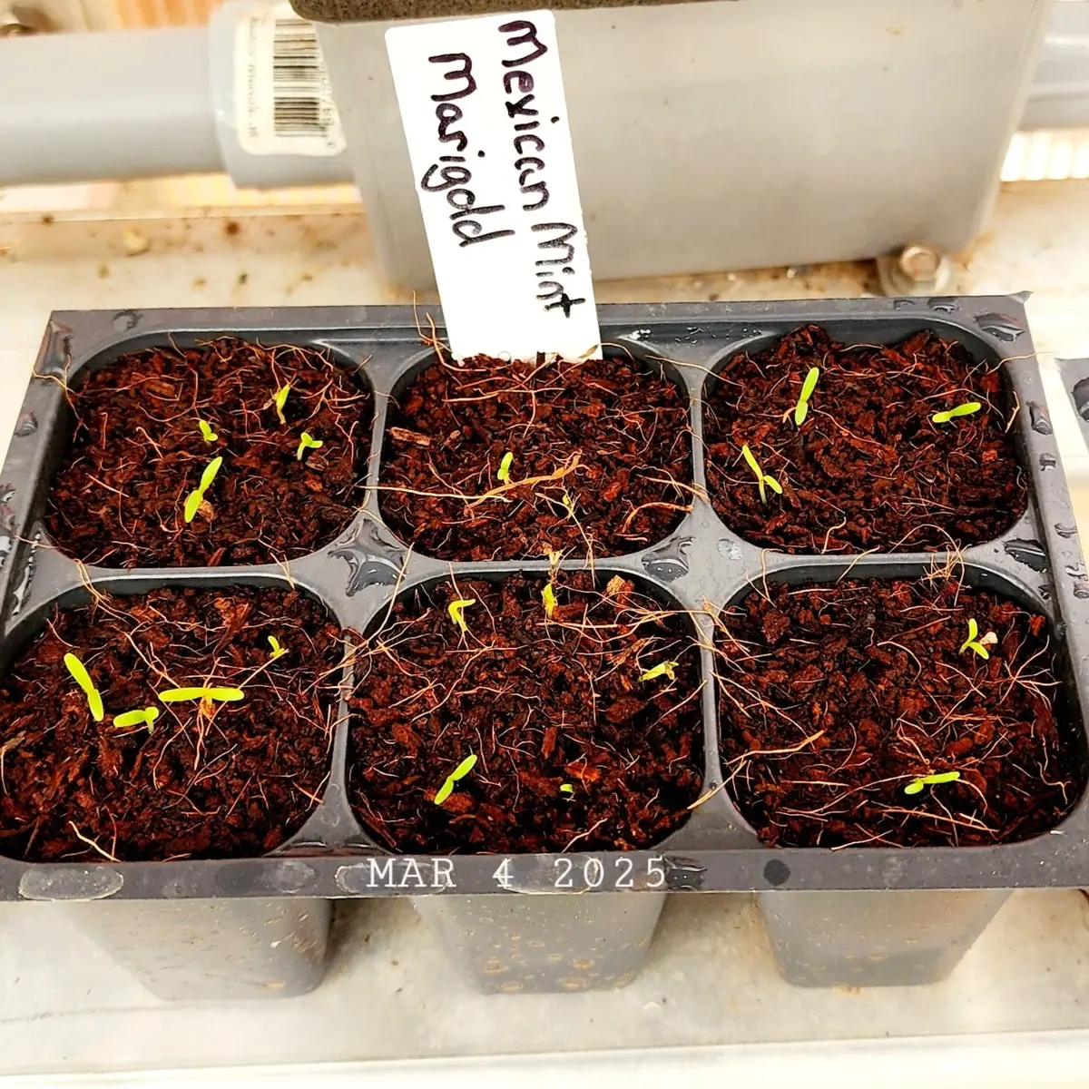 Seedlings in small pots with a label indicating 'Mexican Mint' on a wooden surface. HarvestNest Seeds