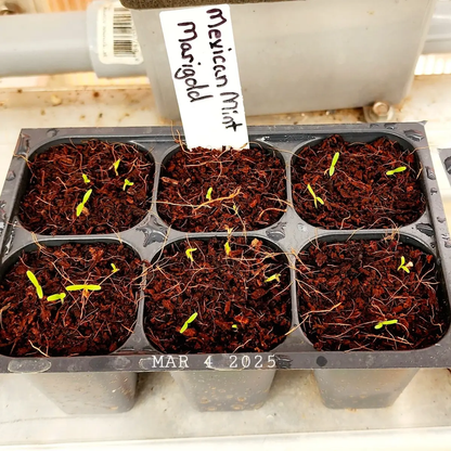 Seedlings in small pots with a label indicating 'Mexican Mint' on a wooden surface. HarvestNest Seeds