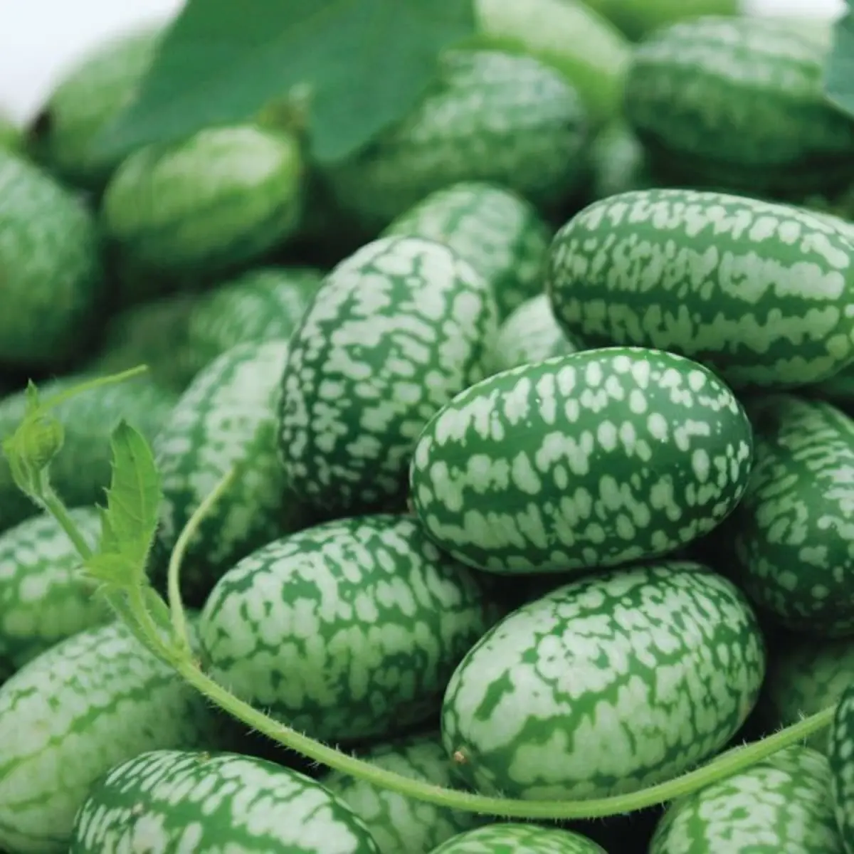 50 Mexican Sour Gherkin Cucumber Seeds (Cucamelon / Mouse Melon)