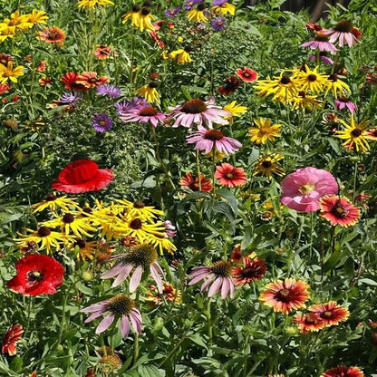 Midwestern Wildflower Seeds Mix – Colorful Native Flower Blend with Coneflowers, Black-Eyed Susans, Poppies and Blanket Flowers for Garden or Meadow. HarvestNest Seeds