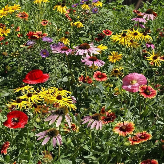 Midwestern Wildflower Seeds Mix – Colorful Native Flower Blend with Coneflowers, Black-Eyed Susans, Poppies and Blanket Flowers for Garden or Meadow. HarvestNest Seeds