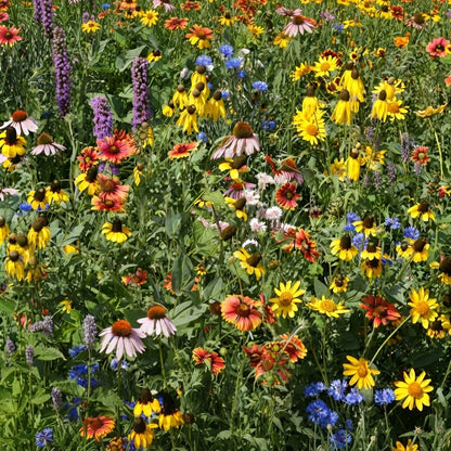 A dense field of wildflowers in full bloom, featuring yellow coneflowers, orange and red ragged-rose flowers, purple lavender spikes, and blue cornflowers among green foliage. HarvestNest Seeds