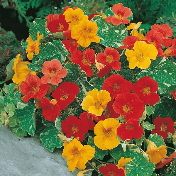 Colorful nasturtium flowers with red, yellow, and orange blossoms on a green leafy background. HarvestNest Seeds
