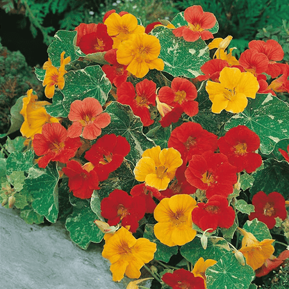 Colorful nasturtium flowers with red, yellow, and orange blossoms on a green leafy background. HarvestNest Seeds