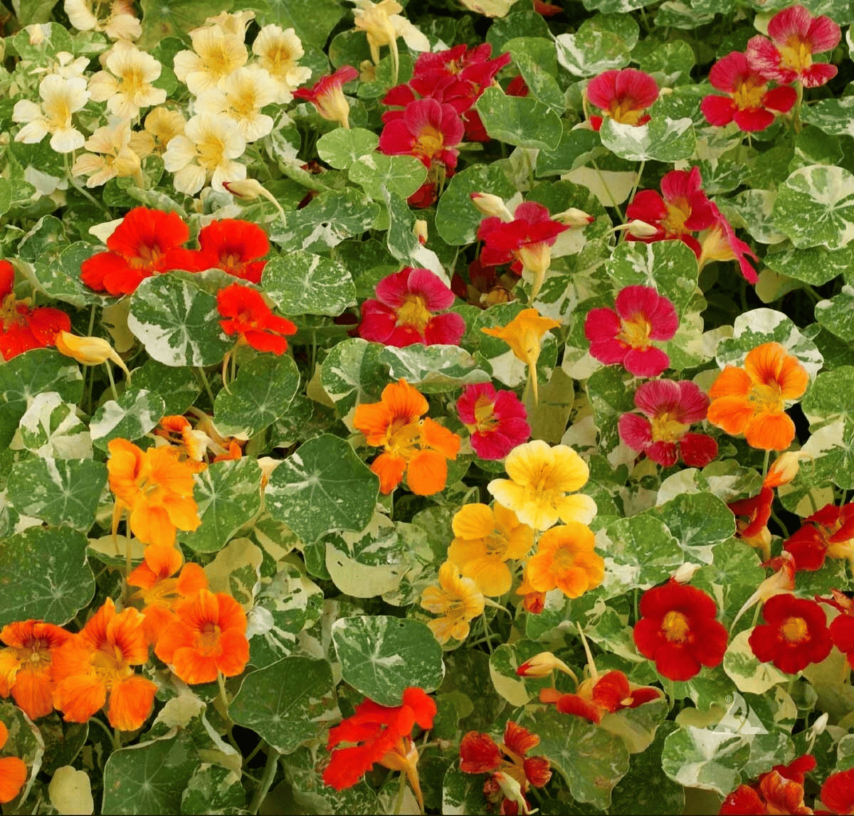 Colorful flowers including red, yellow, and orange on a green leafy. HarvestNest Seeds