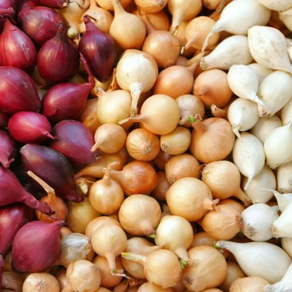 Assorted red, yellow, and white onions on a wooden surface - HarvestNest Seeds