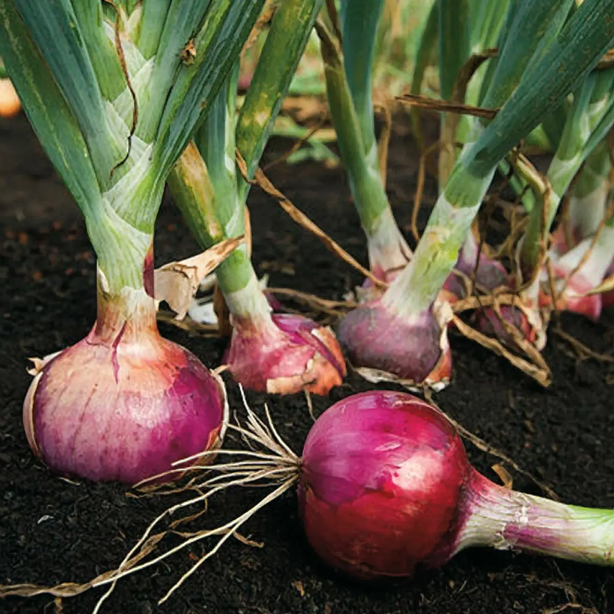 Red onions growing in soil with green tops - HarvestNest Seeds