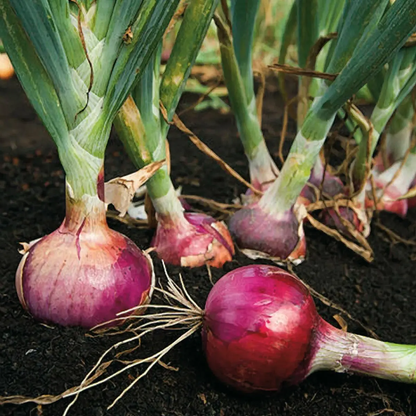 Red onions growing in soil with green tops - HarvestNest Seeds