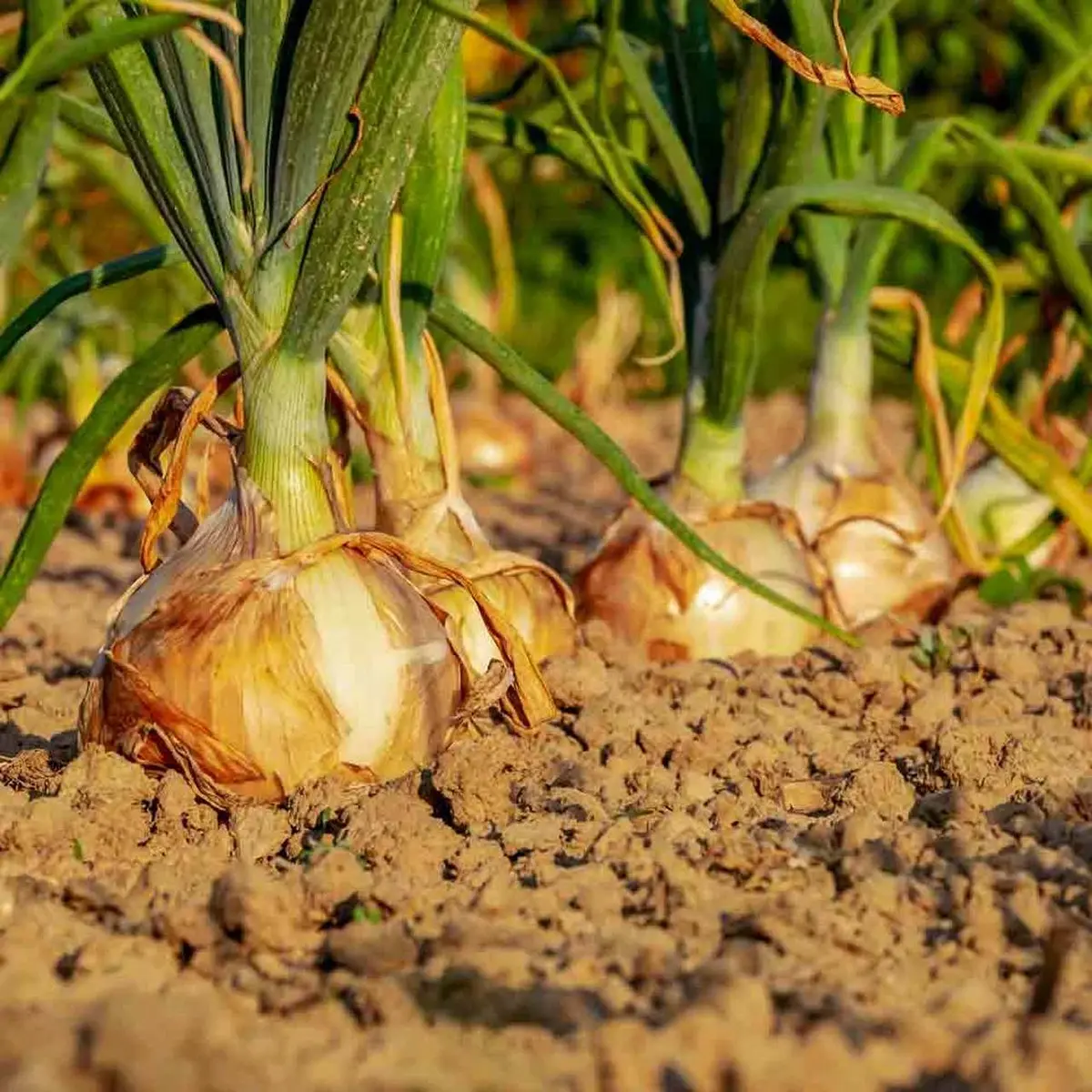 Onions growing in a field with green leaves and brown soil. HarvestNest Seeds