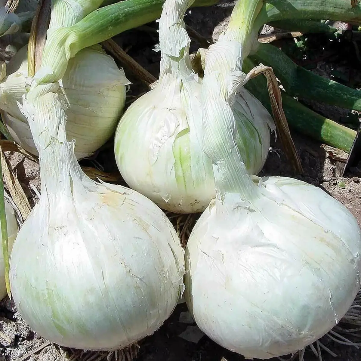 Group of white onions with green tops on a natural background - HarvestNest Seeds