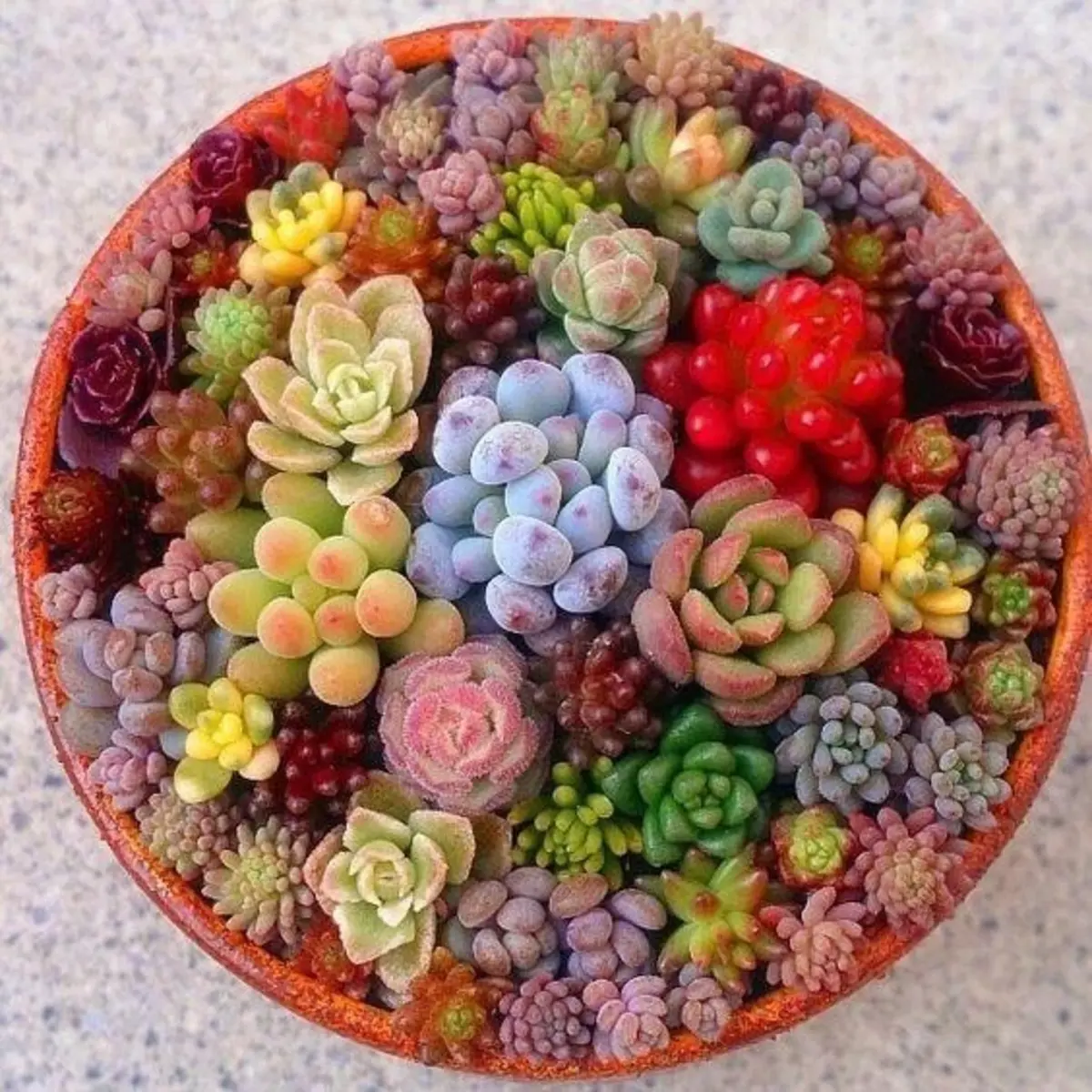 Colorful arrangement of succulents in a circular pot on a textured surface. HarvestNest Seeds
