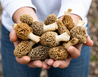 Morel Mushroom Spores