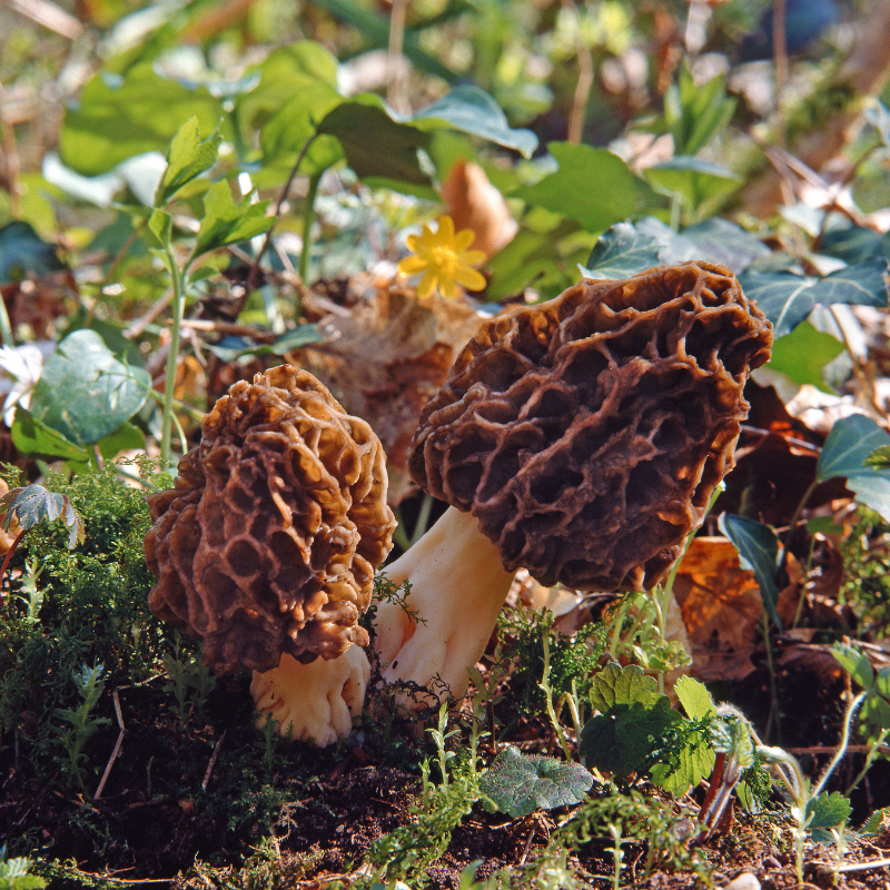 Wild Morel mushrooms growing in a forest setting, prized for gourmet cooking and natural mushroom cultivation. HarvestNest Seeds