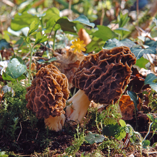 Wild Morel mushrooms growing in a forest setting, prized for gourmet cooking and natural mushroom cultivation. HarvestNest Seeds