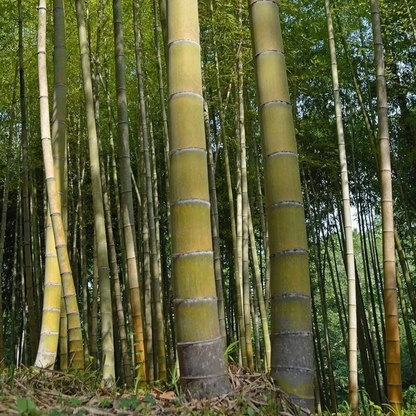 60 Moso King Bamboo Seeds | Giant Timber Bamboo
