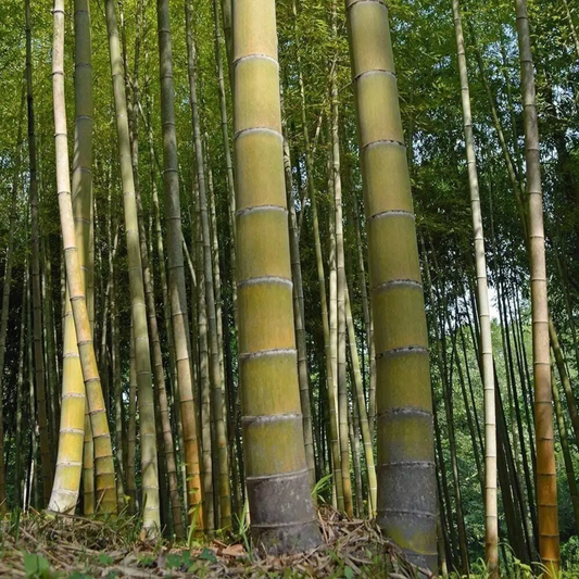 60 Moso King Bamboo Seeds | Giant Timber Bamboo