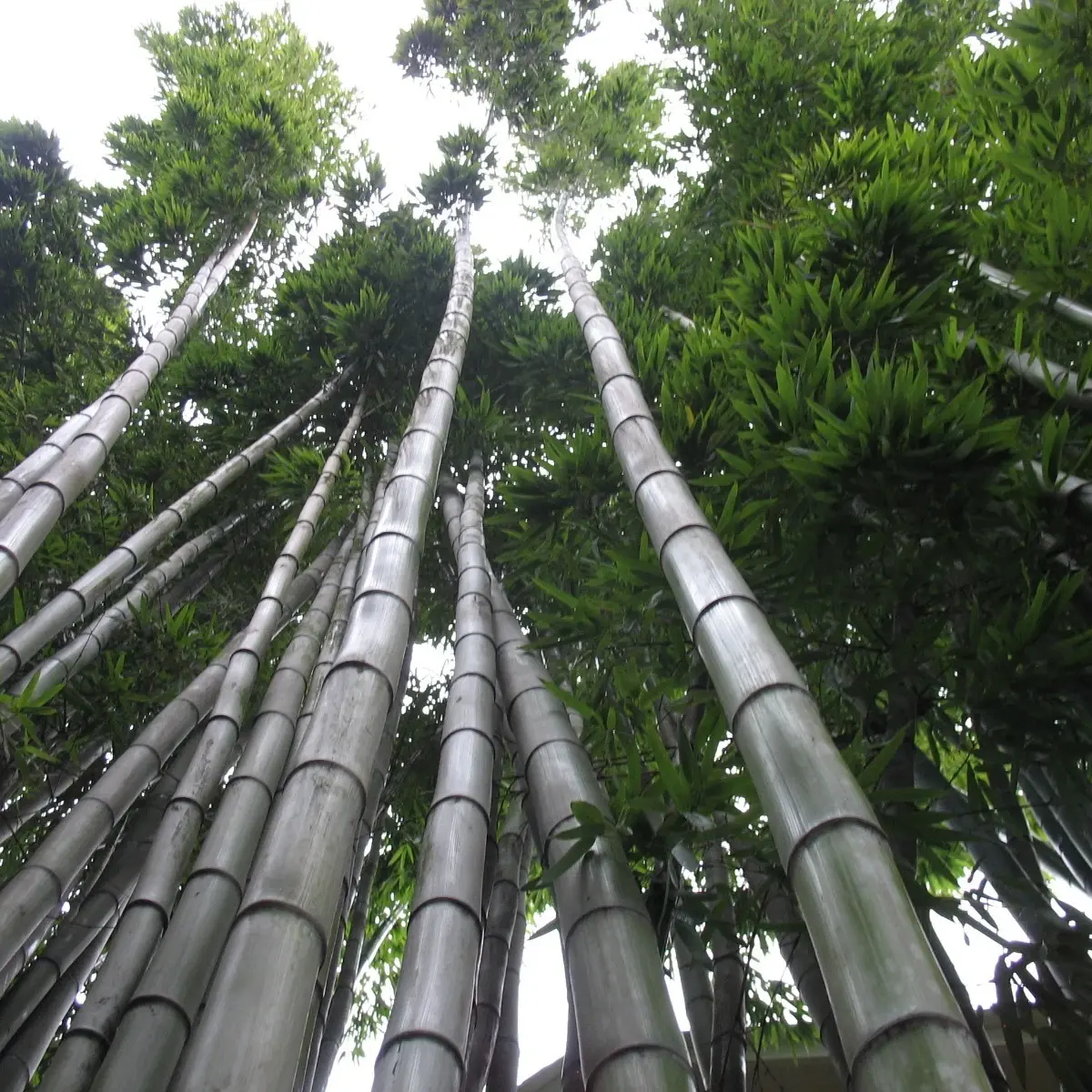 60 Moso King Bamboo Seeds | Giant Timber Bamboo