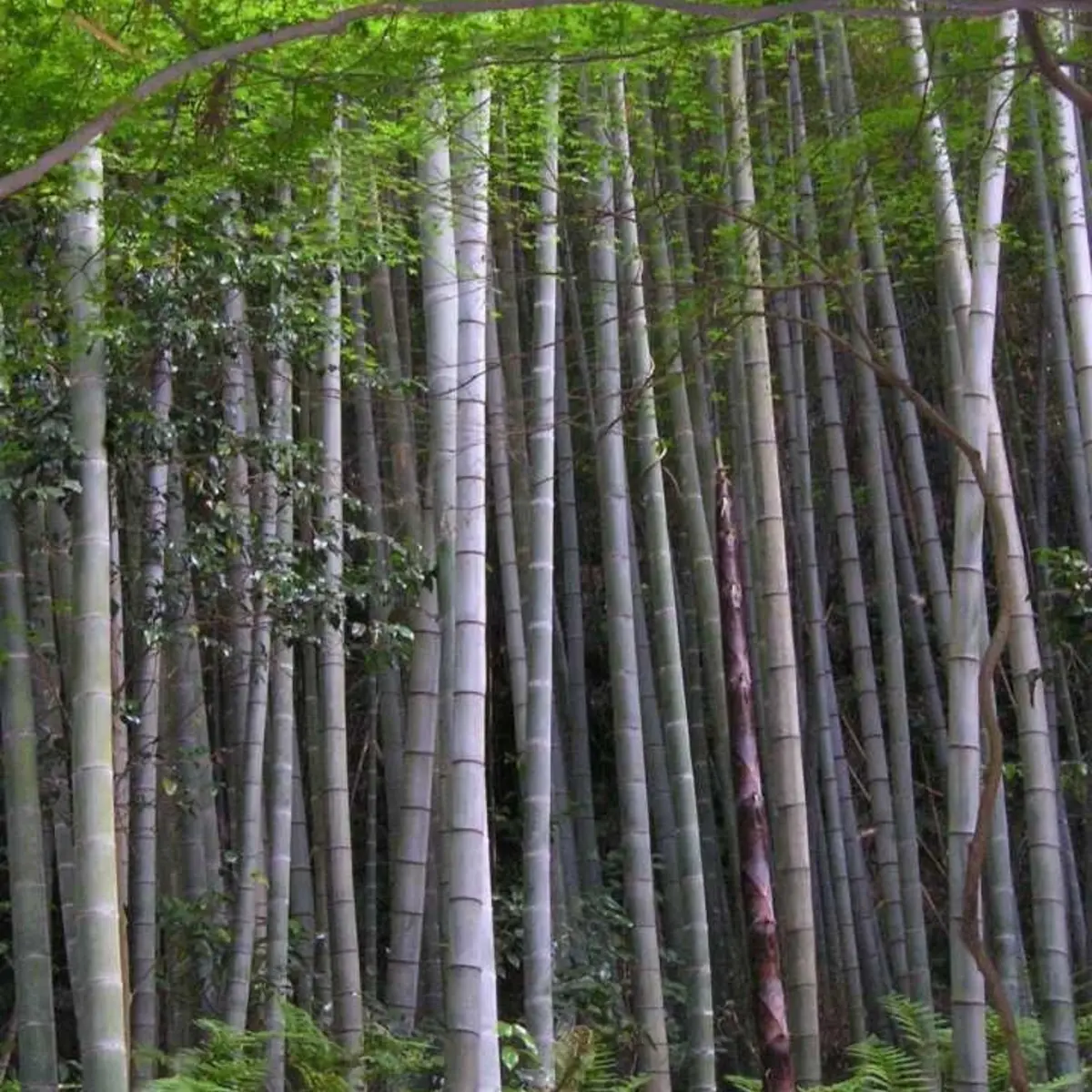 60 Moso King Bamboo Seeds | Giant Timber Bamboo