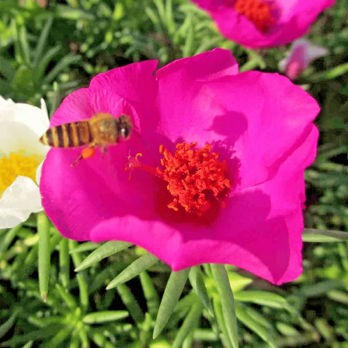 4000 Moss Rose Grandiflora Seeds – Colorful Groundcover Flower Mix