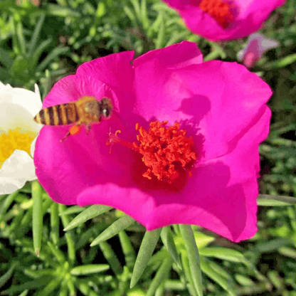 4000 Moss Rose Grandiflora Seeds – Colorful Groundcover Flower Mix