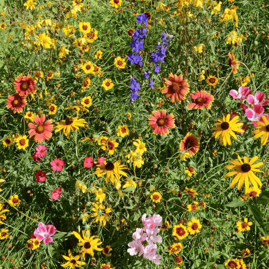 Colorful wildflower field with various flowers including daisies and sunflowers. HarvestNest Seeds