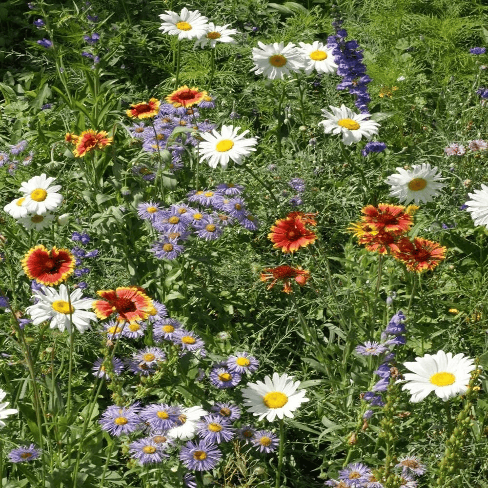 2000 Mountain Wildflower Mix Seeds
