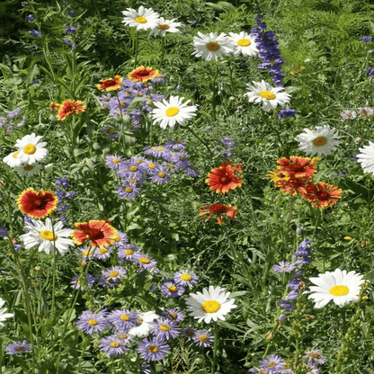 2000 Mountain Wildflower Mix Seeds