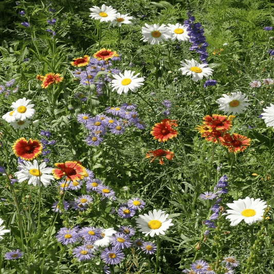 2000 Mountain Wildflower Mix Seeds
