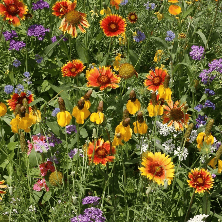 2000 Mountain Wildflower Mix Seeds