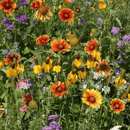 2000 Mountain Wildflower Mix Seeds