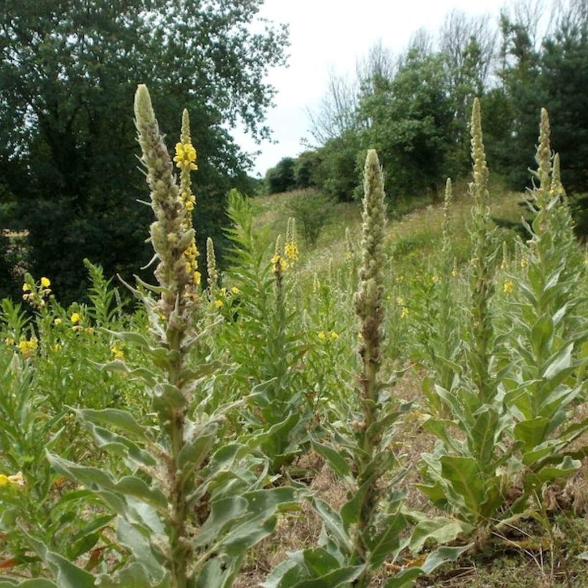 Tall green plants with yellow flowers in a natural setting