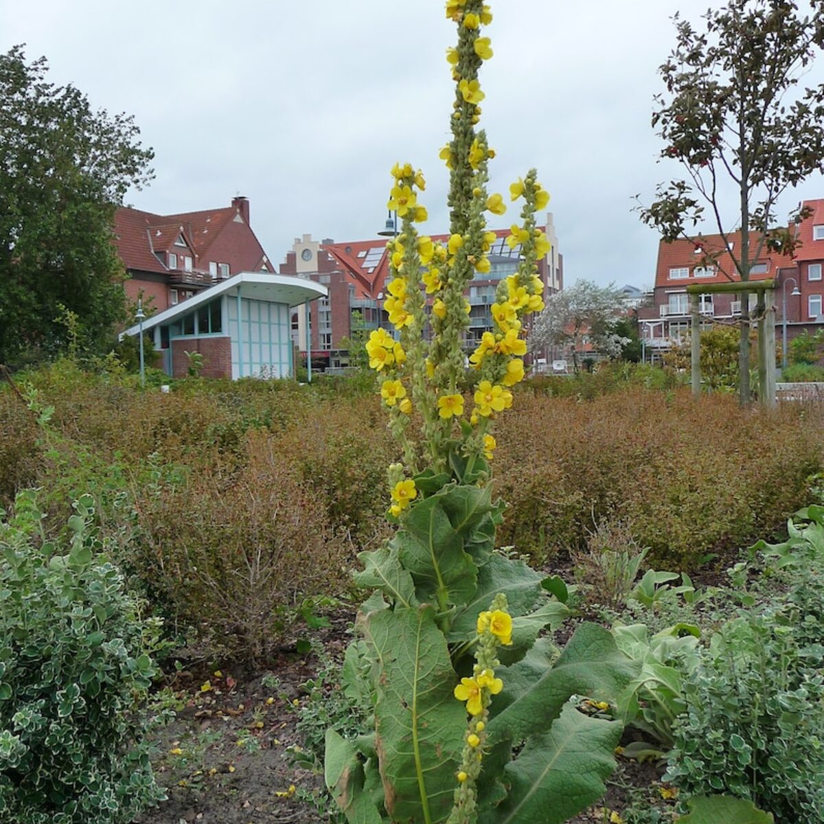 Yellow flowering plant in a garden with buildings in the background