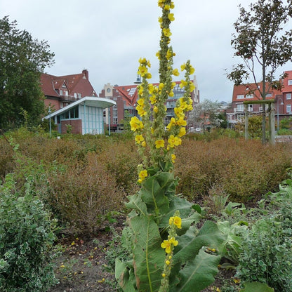 Yellow flowering plant in a garden with buildings in the background