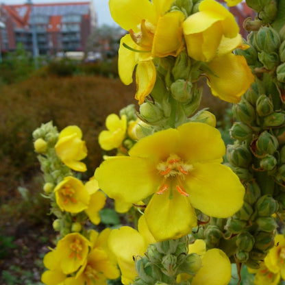 Close-up of yellow flowers with a blurred background