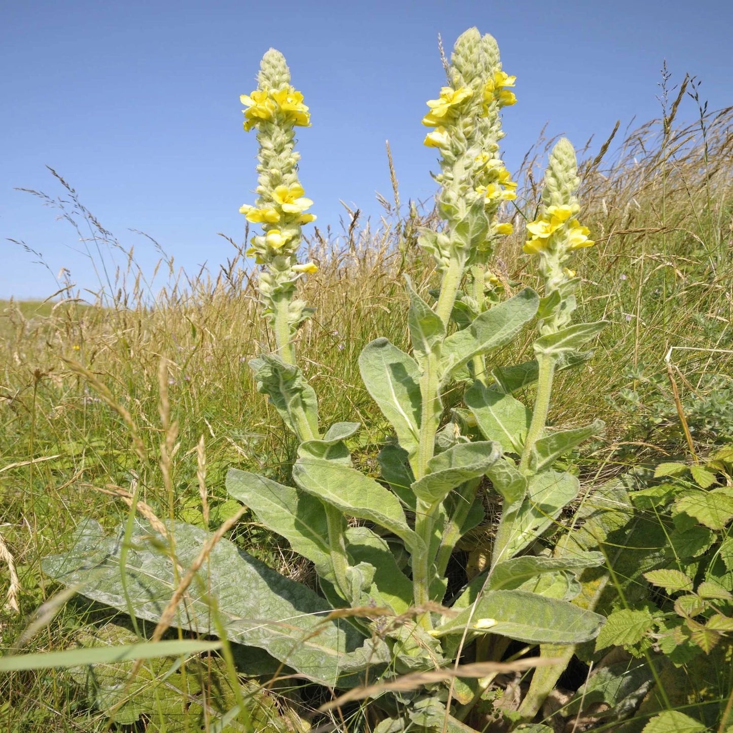 Yellow flowering plant in a grassy field with a clear blue sky.