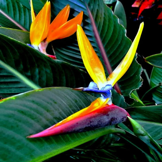 1 Orange Bird of Paradise – Strelitzia reginae (Live Plant)