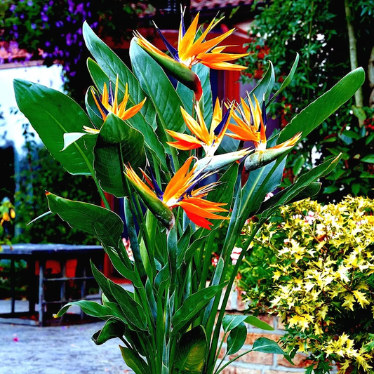 1 Orange Bird of Paradise – Strelitzia reginae (Live Plant)
