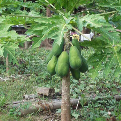 25 Original Solo Sunset Papaya Seeds – Sweet Dwarf Tropical Papaya