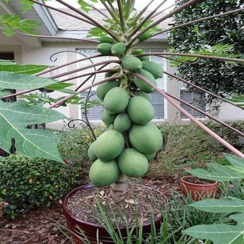 25 Original Solo Sunset Papaya Seeds – Sweet Dwarf Tropical Papaya