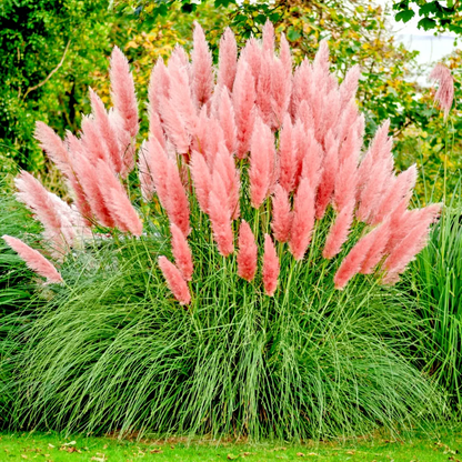 100 Pampas Grass Seeds | Ornamental Feather Grass